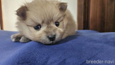 成約済の神奈川県のポメラニアン-282315の9枚目