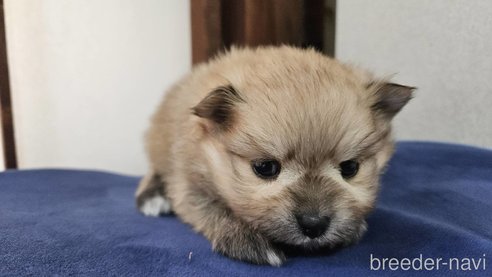 成約済の神奈川県のポメラニアン-282315の7枚目