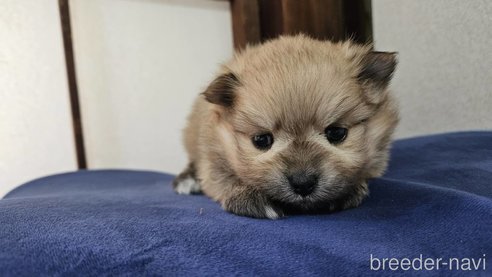 成約済の神奈川県のポメラニアン-282315の9枚目