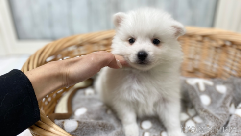 成約済の愛知県の日本スピッツ-283763の1枚目