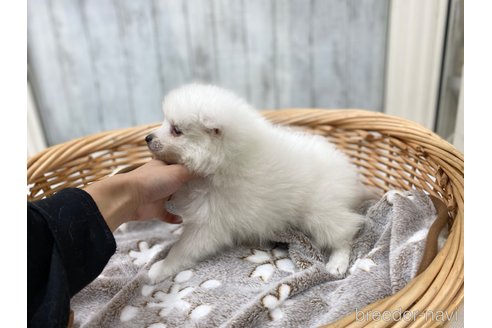 成約済の愛知県の日本スピッツ-283763の3枚目