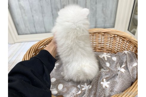 成約済の愛知県の日本スピッツ-283763の4枚目