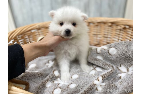 成約済の愛知県の日本スピッツ-283763の2枚目