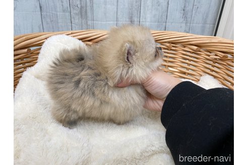 成約済の愛知県のポメラニアン-283192の4枚目