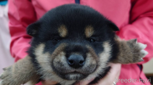 成約済の山口県の柴犬-283788の1枚目