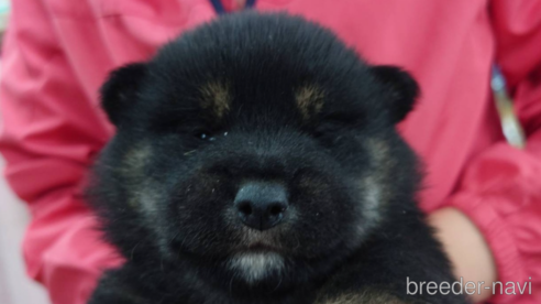 成約済の山口県の柴犬-283789の2枚目