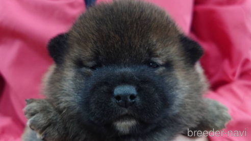 成約済の山口県の柴犬-283791の2枚目