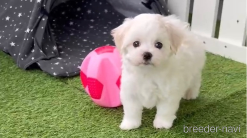 成約済の福岡県のマルチーズ-279301の7枚目