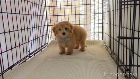 成約済の茨城県のマルプー:マルチーズ×トイプードル-264299の2枚目