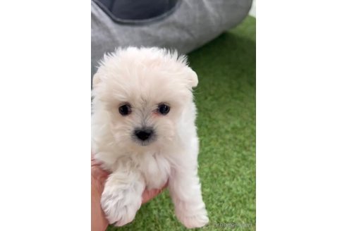 成約済の福岡県のミックス犬-278519の7枚目