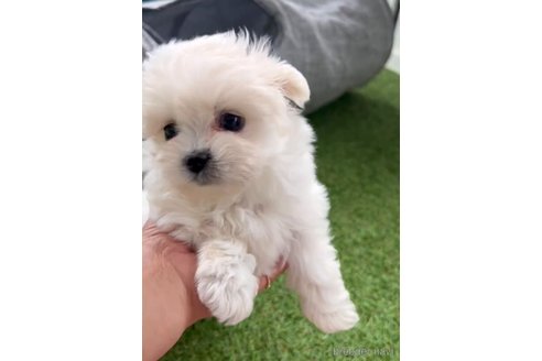 成約済の福岡県のミックス犬-278519の8枚目