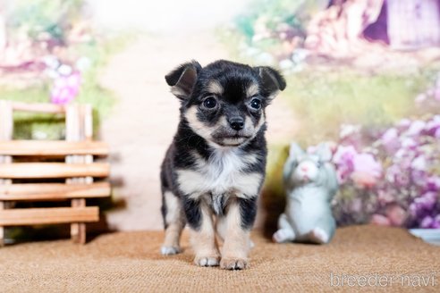 成約済の茨城県のチワワ(ロングコート)-283794の5枚目