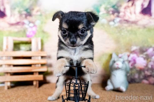 成約済の茨城県のチワワ(ロングコート)-283794の3枚目