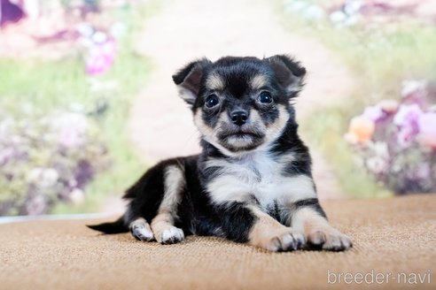 成約済の茨城県のチワワ(ロングコート)-283794の2枚目