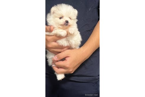 成約済の埼玉県のポメラニアン-283793の19枚目