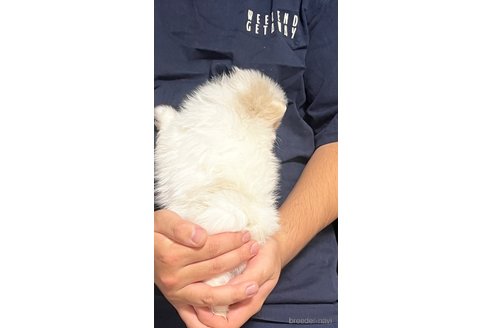 成約済の埼玉県のポメラニアン-283793の18枚目