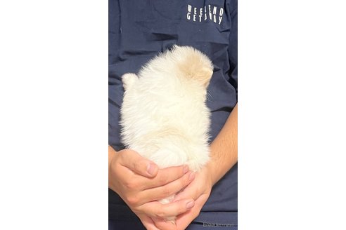 成約済の埼玉県のポメラニアン-283793の16枚目