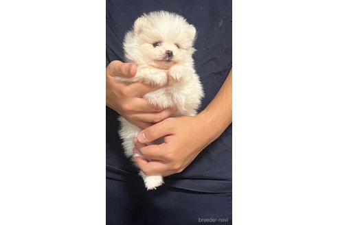 成約済の埼玉県のポメラニアン-283793の15枚目