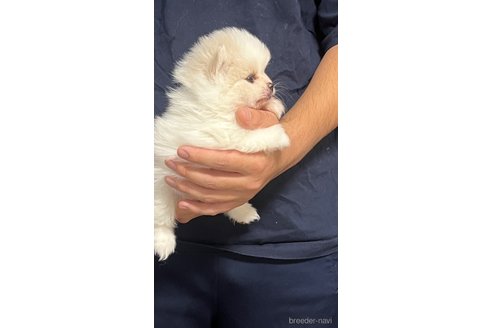 成約済の埼玉県のポメラニアン-283793の7枚目