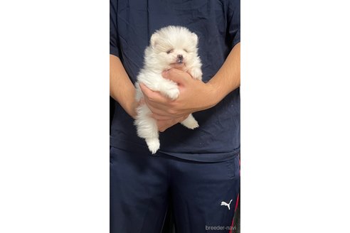成約済の埼玉県のポメラニアン-283793の6枚目