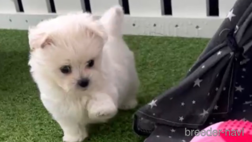 成約済の福岡県のミックス犬-278519の6枚目