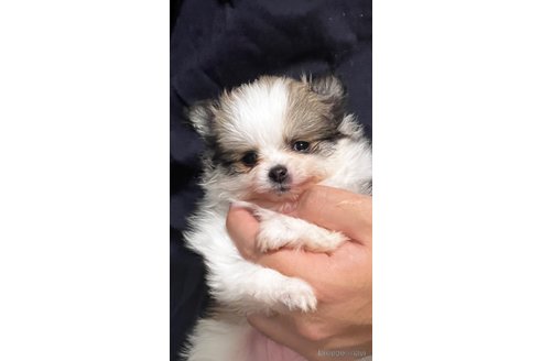 成約済の埼玉県のポメラニアン-283798の3枚目