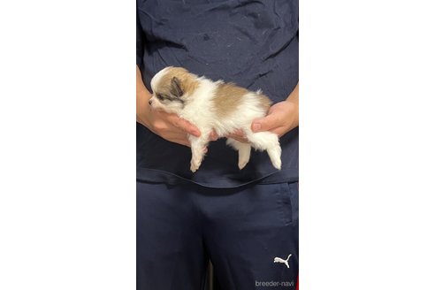 成約済の埼玉県のポメラニアン-283798の7枚目