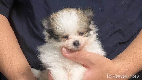 成約済の埼玉県のポメラニアン-283798の11枚目