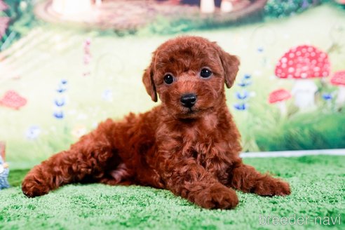 成約済の茨城県のトイプードル-283795の5枚目