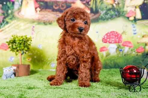 成約済の茨城県のトイプードル-283795の4枚目