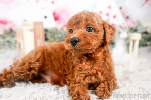 成約済の茨城県のトイプードル-283799の3枚目