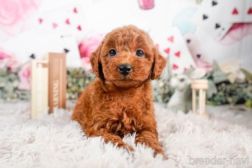 成約済の茨城県のトイプードル-283799の4枚目