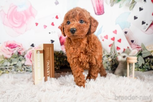 成約済の茨城県のトイプードル-283799の5枚目