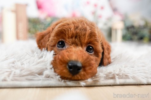 成約済の茨城県のトイプードル-283799の1枚目