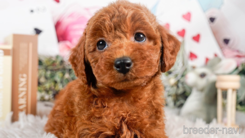 成約済の茨城県のトイプードル-283799の2枚目