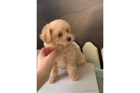 成約済の福岡県のチワプー:チワワ×トイプードル-281980の12枚目