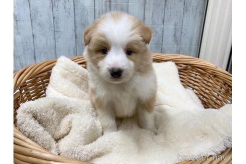 成約済の愛知県のボーダーコリー-282574の3枚目