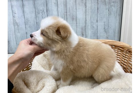 成約済の愛知県のボーダーコリー-282574の4枚目