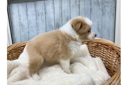 成約済の愛知県のボーダーコリー-282574の5枚目