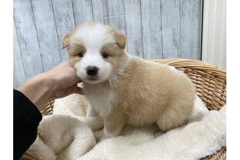 成約済の愛知県のボーダーコリー-282574の2枚目