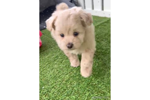 成約済の福岡県のポメプー:ポメラニアン×トイプードル-283264の4枚目