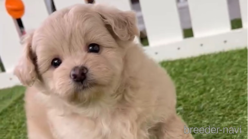 成約済の福岡県のポメプー:ポメラニアン×トイプードル-283264の1枚目