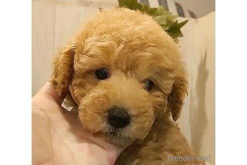 成約済の愛知県のタイニープードル-277904の2枚目
