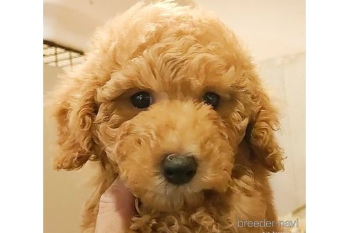 成約済の愛知県のタイニープードル-277903の3枚目