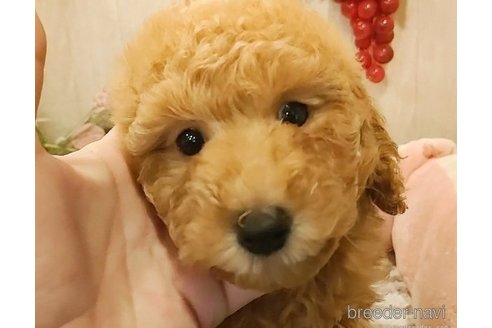 成約済の愛知県のタイニープードル-277903の2枚目