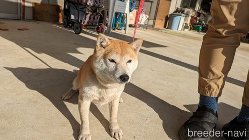 成約済の熊本県の豆柴-283954の10枚目