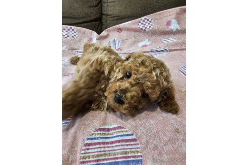 成約済の埼玉県のトイプードル-283894の2枚目