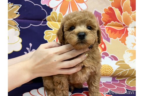 成約済の広島県のタイニープードル-278374の11枚目