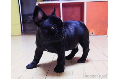 成約済の愛媛県のフレンチブルドッグ-279755の2枚目