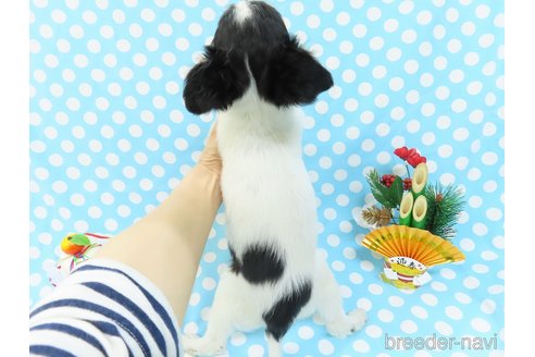 成約済の千葉県のチワワ(ロングコート)-272975の5枚目